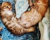 Kitten Ying und Yang