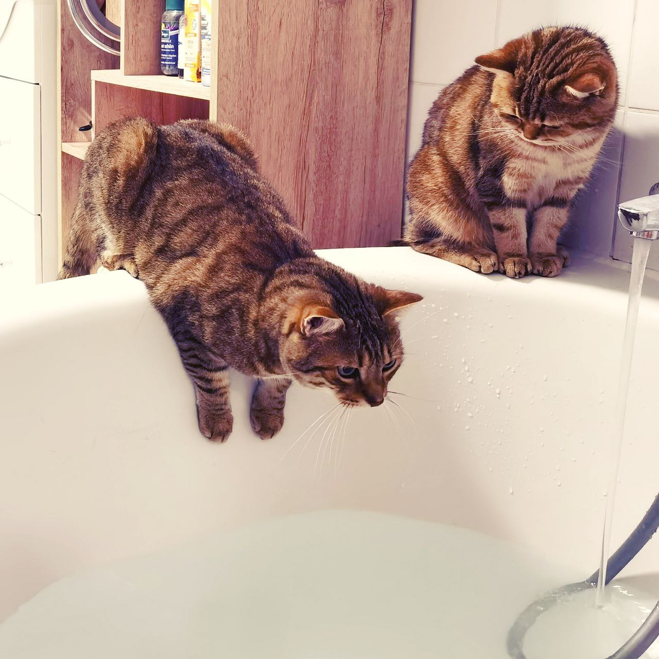 Zwei Kätzchen sitzen bei der Badewanne