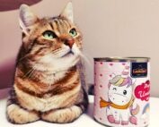 Golden Tabby Kater Casanova mit Leonardo Magic Unicorn Futterdose