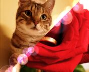 Rote Rose mit Katze und Verlobungsring