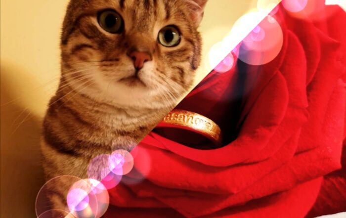 Rote Rose mit Katze und Verlobungsring