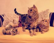 Drei Kater auf gelben Sofa mit rosa Kissen