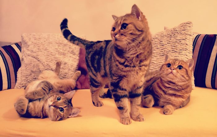 Drei Kater auf gelben Sofa mit rosa Kissen