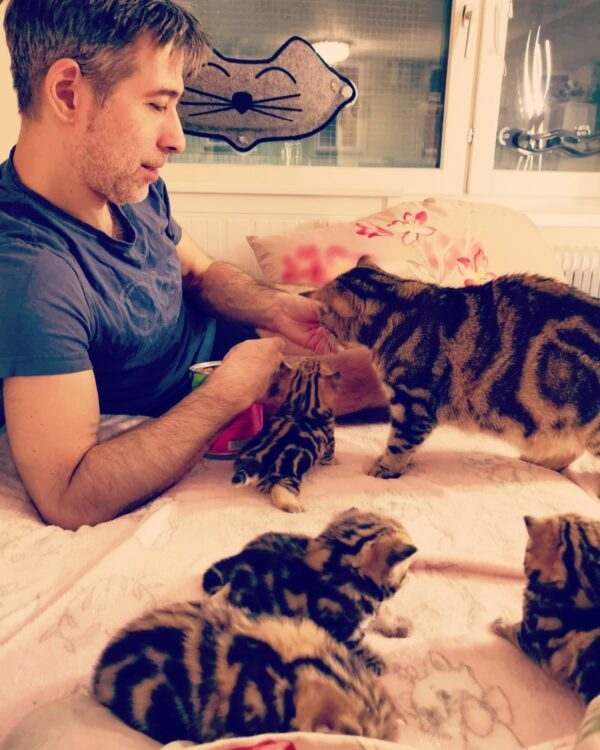 Mensch füttert Baby-Katzen