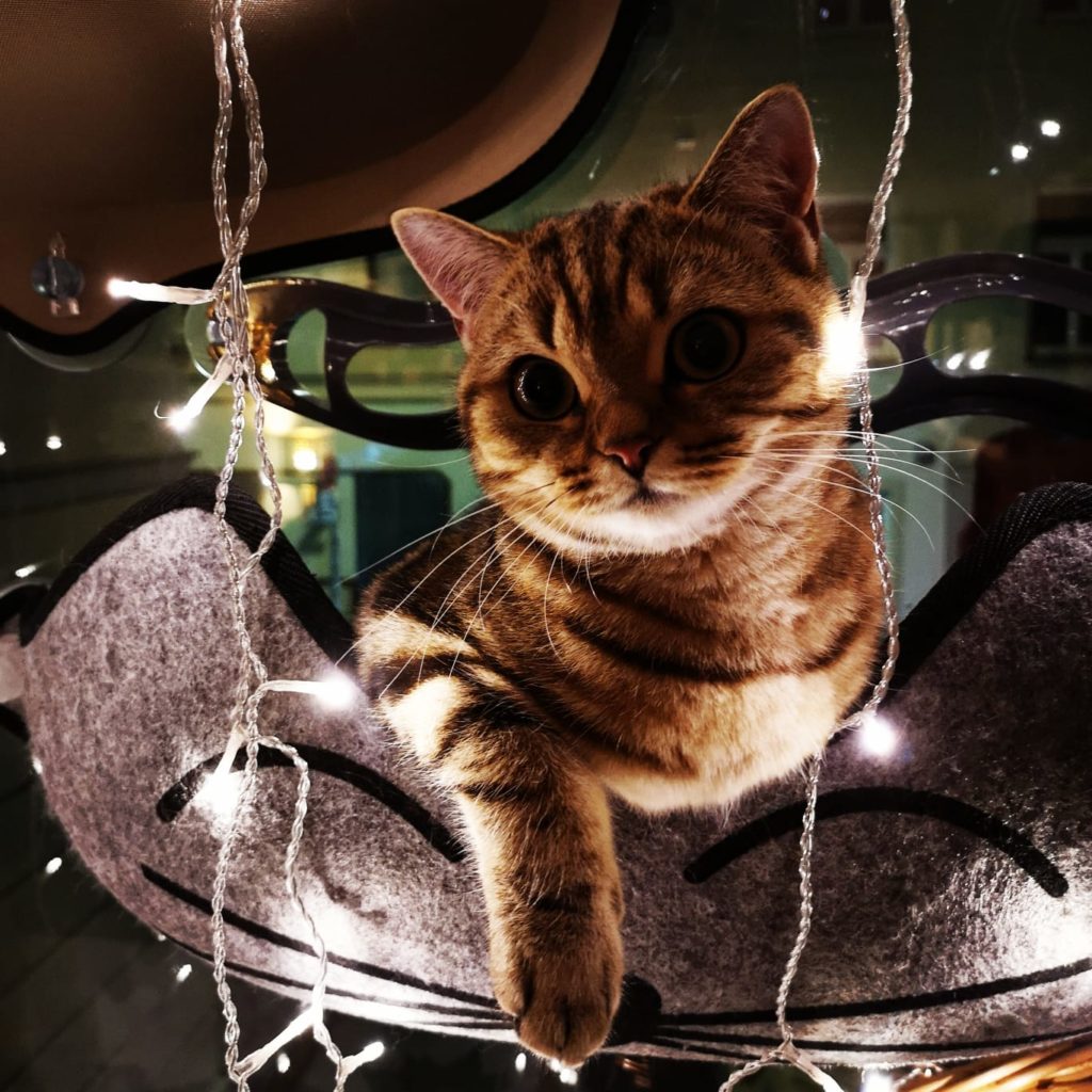 Katze auf einer Fensterliege mit weihnachtlicher Beleuchtung