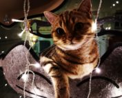 Katze auf einer Fensterliege mit weihnachtlicher Beleuchtung