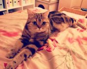 Katze liegt auf einer rosafarbenen Decke