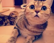 Mama mit Babykatze, Busibas Golden Ice Queen