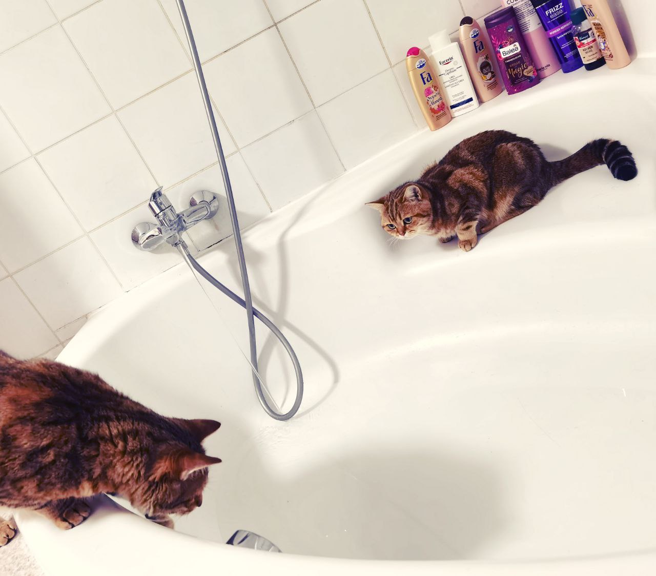 Zwei Golden Tabby Katzen sitzen in der Badewanne