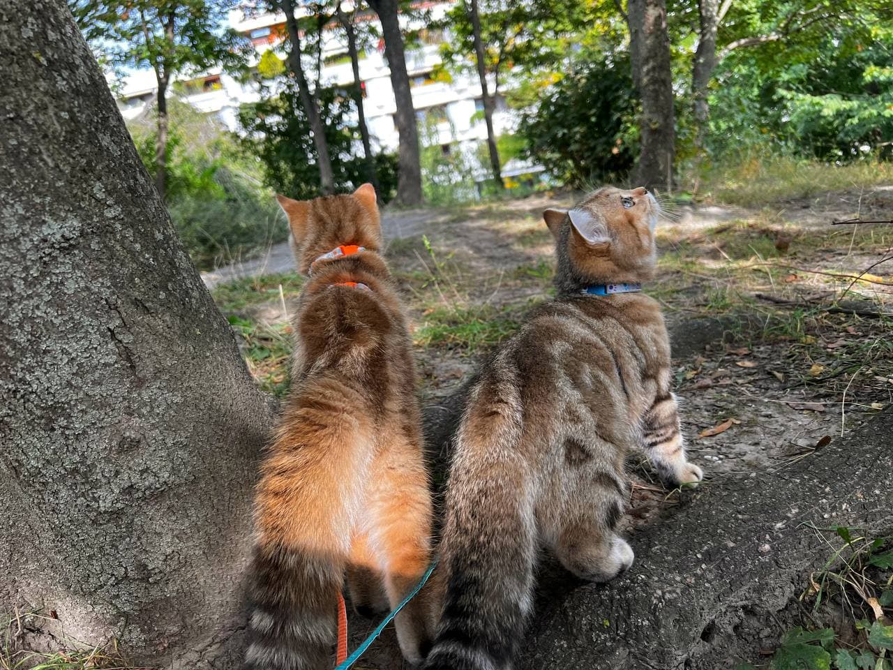 BKH Golden Tabby Katzen beim Waldspaziergang an der Leine – Dreaming Casanova