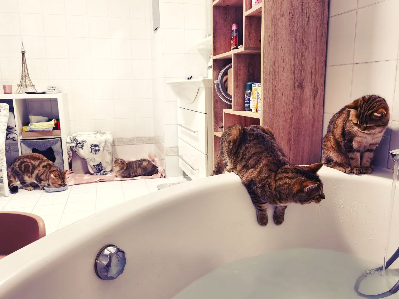 Vier Katzen treiben Unsinn im Badezimmer