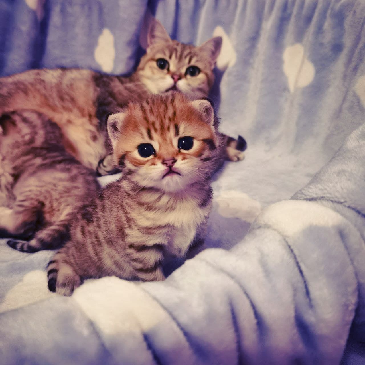 Golden Spotted Baby-Kater versucht auf der Wolken-Decke zu sitzen