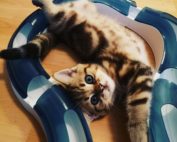 Kätzchen liegt in der Spielschiene