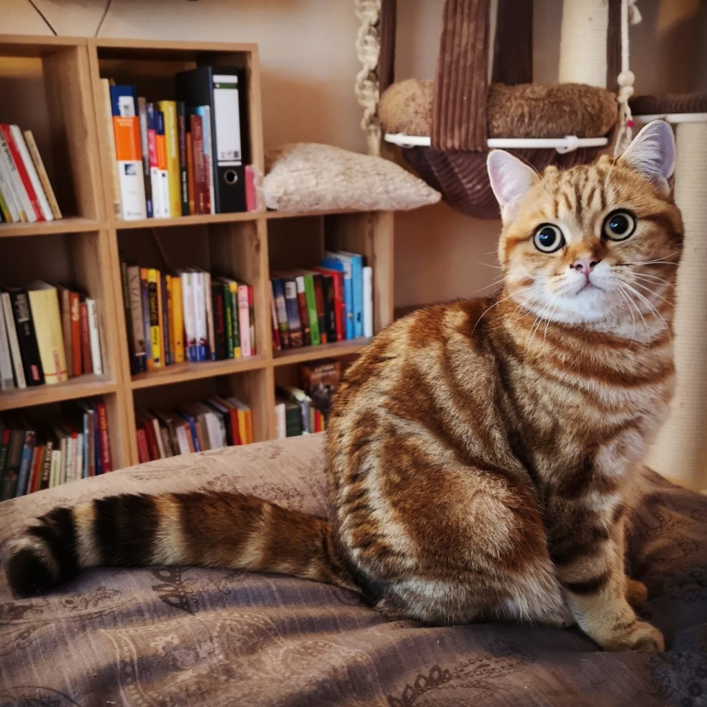 Kater sitzt auf dem Bett