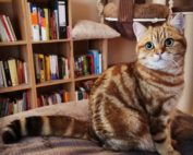 Kater sitzt auf dem Bett