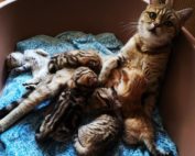 Katze säugt Kitten auf einer blauen Decke