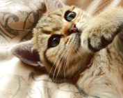 Kitten mit funkelnden Augen