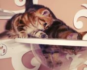 Kitten mit Mamakatze auf Catwalk