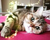 Katze liegt im Bett und träumt