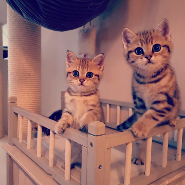 Kitten auf einem Katzenhaus