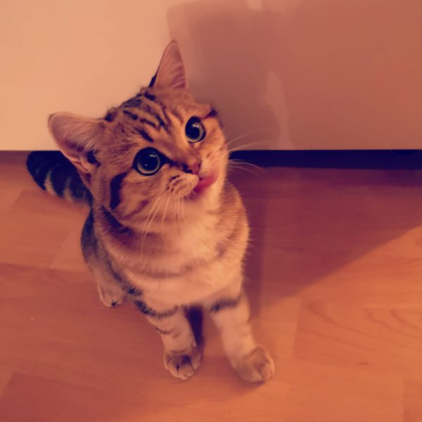 Unsere Kätzchen: Saphir will Katzen-Snacks