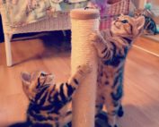 Kitten spielen mit Mini-Kratzbaum