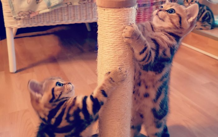 Kitten spielen mit Mini-Kratzbaum