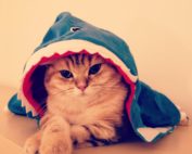 Kater Stofftier in einem Haifisch Kostüm