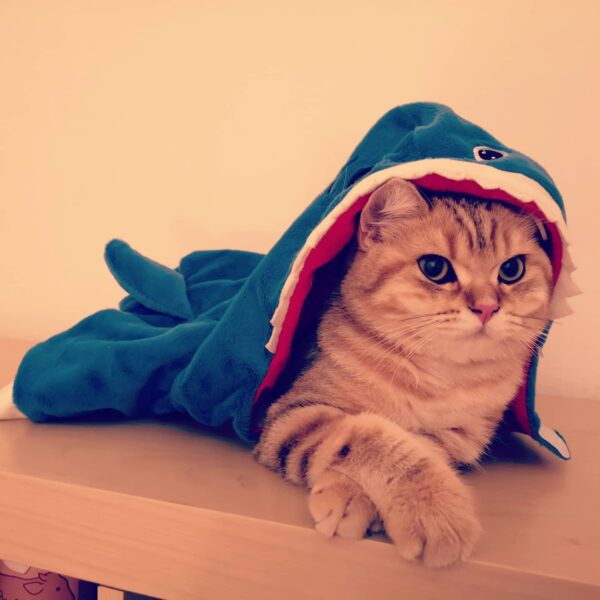 Katze in einem Haifisch Kostüm