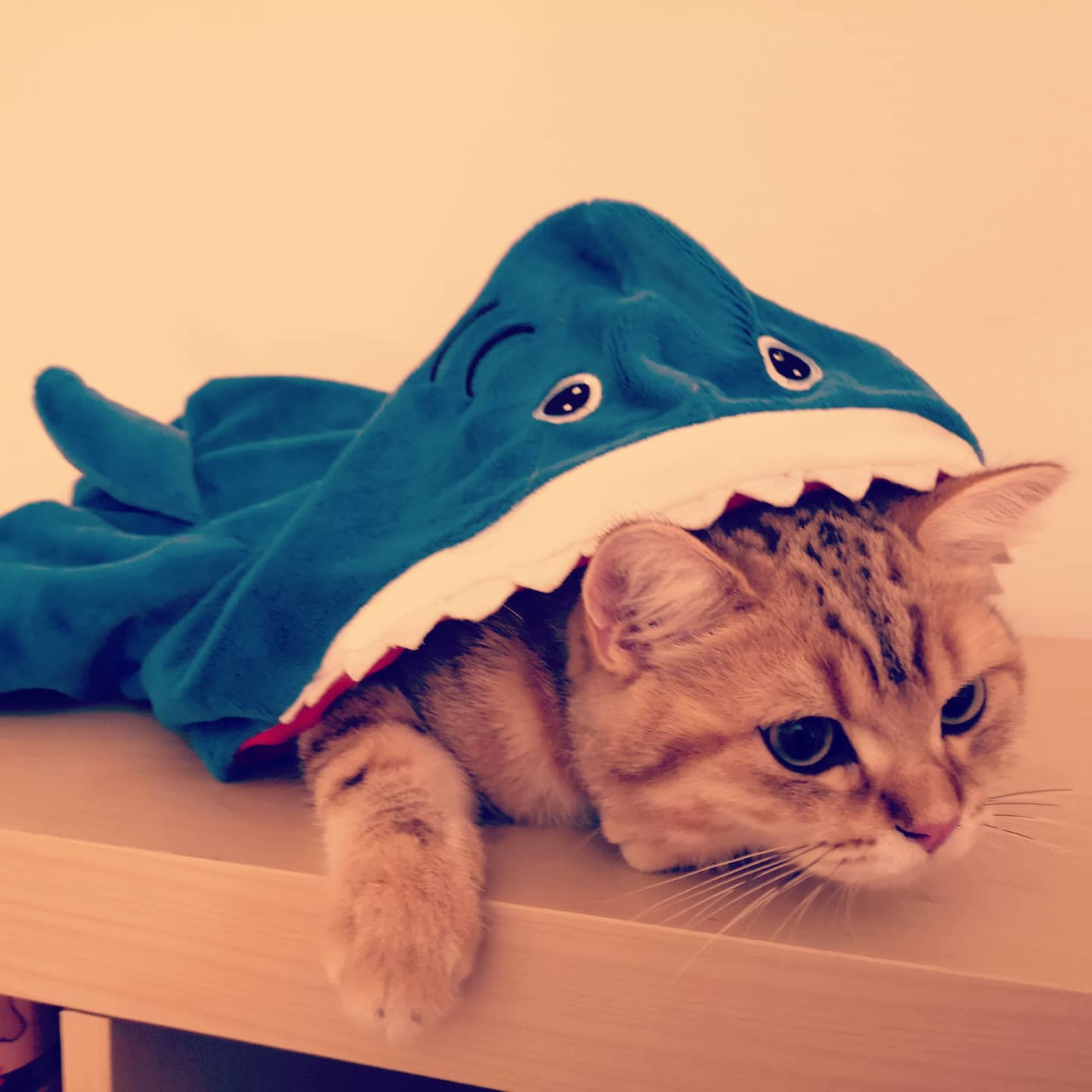 Katze im Haifisch Kostüm