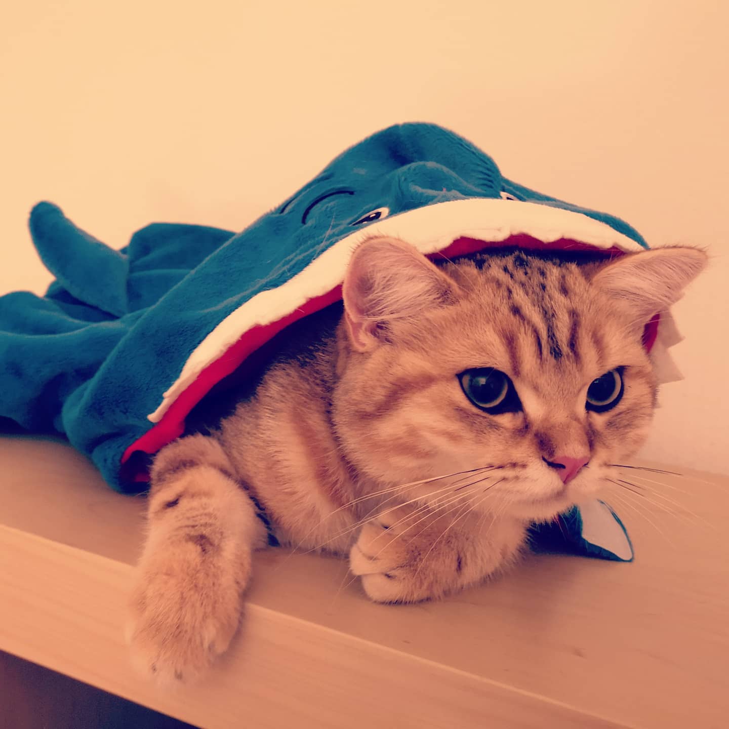Katzen im Hai-Kostüm