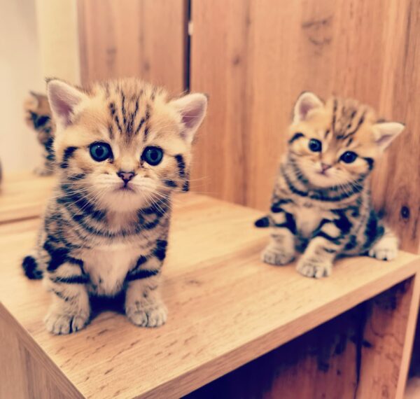 Zwei Baby-Kätzchen sitzen auf einem Regal
