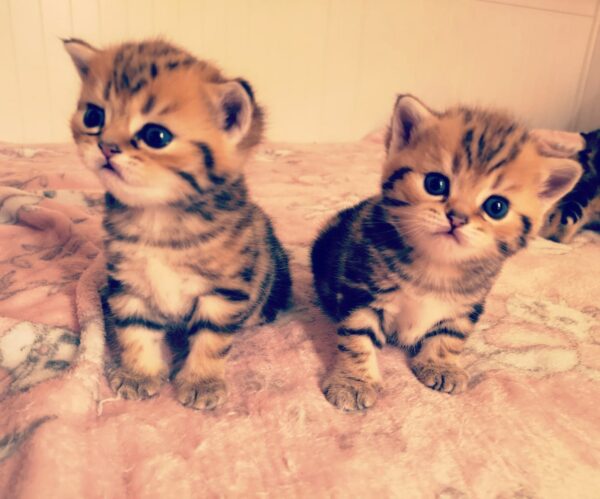 Kätzchen auf rosa Katzen-Decke