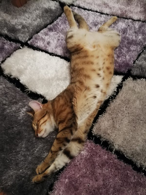 Katze auf einem Teppich