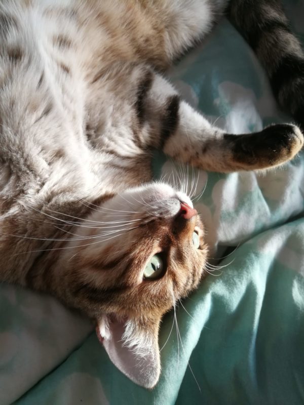 Katze genießt die Sonne