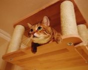 Kater Lieblingsplatz am Catwalk