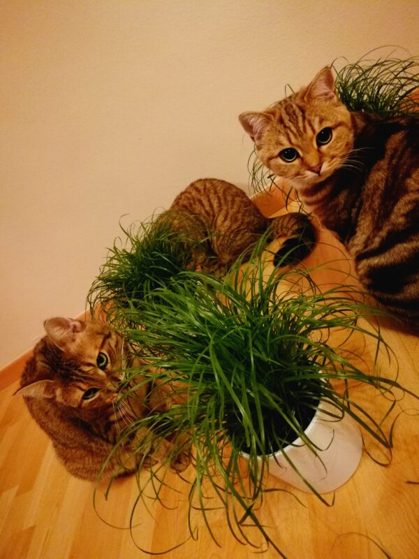 Katzen beim Katzen-Gras mampfen