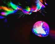 Regenbogen Katze Kristallkugel