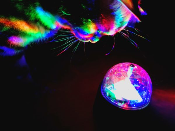 Katze und Kristallkugel