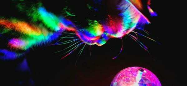 Katze und Kristallkugel