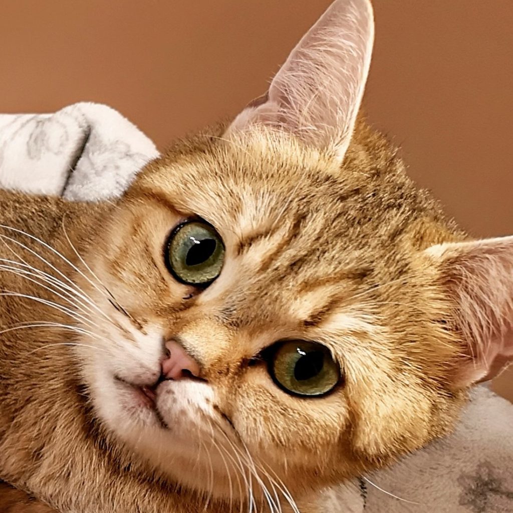 Unsere Kätzchen: Felicitas no Demetra mit Babys Unsere Kätzchen: Felicitas no Demetra