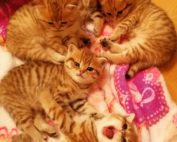 Kätzchen auf rosa Decke