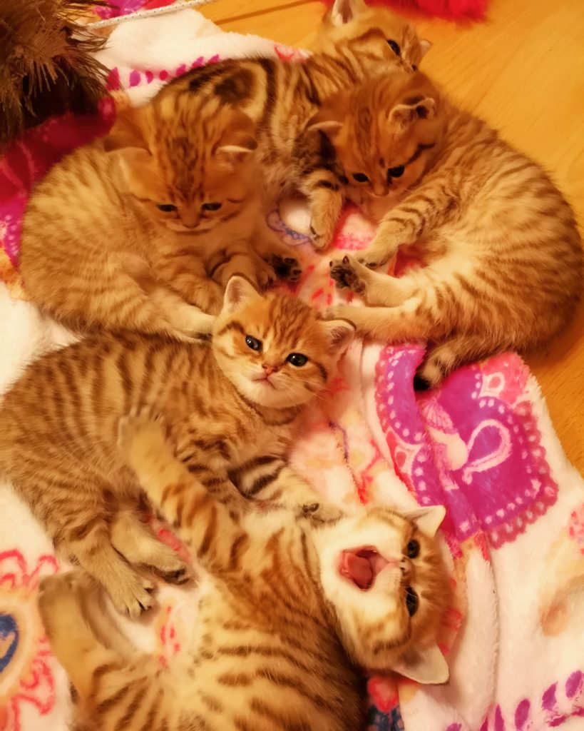 Kätzchen auf rosa Decke