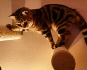 Kater testet den Catwalk