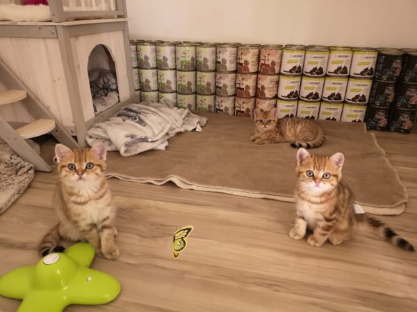 Futter- und Spielzeugshops: Baby-Kätzchen bei der Futterauswahl. Sie möchten am liebsten Spielen und Futtern gleichzeit. Geht das? Baby-Kätzchen bei der Futterauswahl