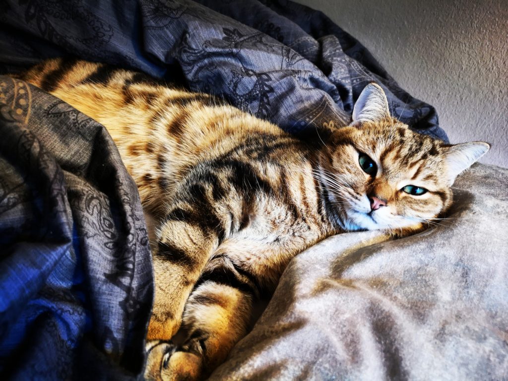 Golden Classic Tabby Kater im Bett