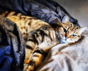 Golden Classic Tabby Kater im Bett