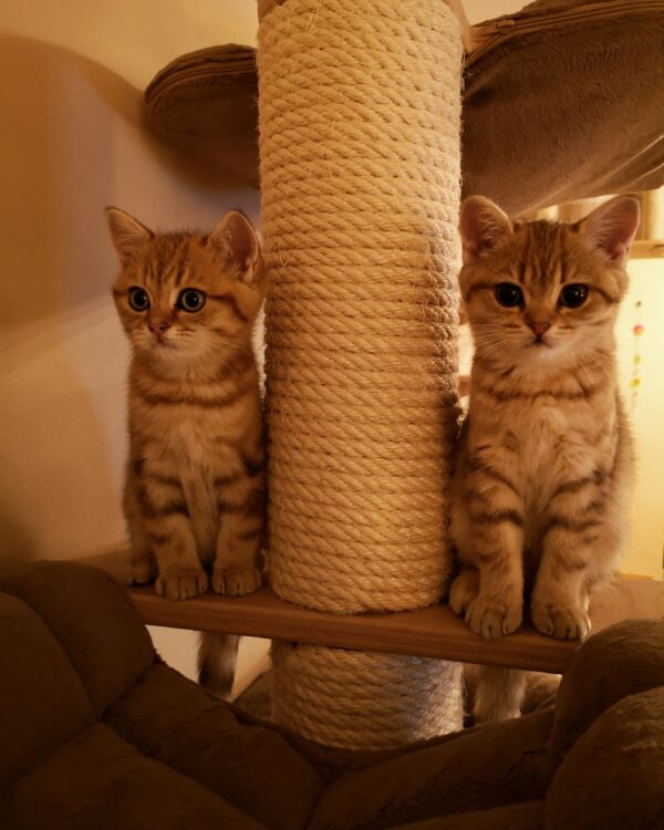 Zwei Baby-Kätzchen auf dem Kratzbaum.