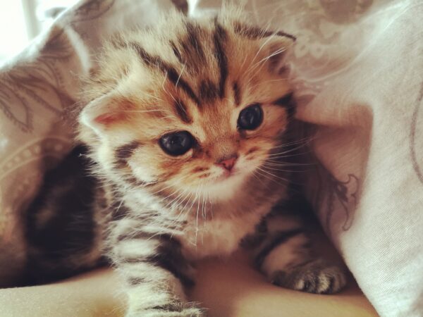 Die schönste Babykatze der Welt