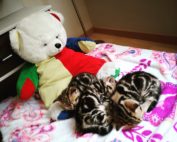 Babykatzen mit Teddybären